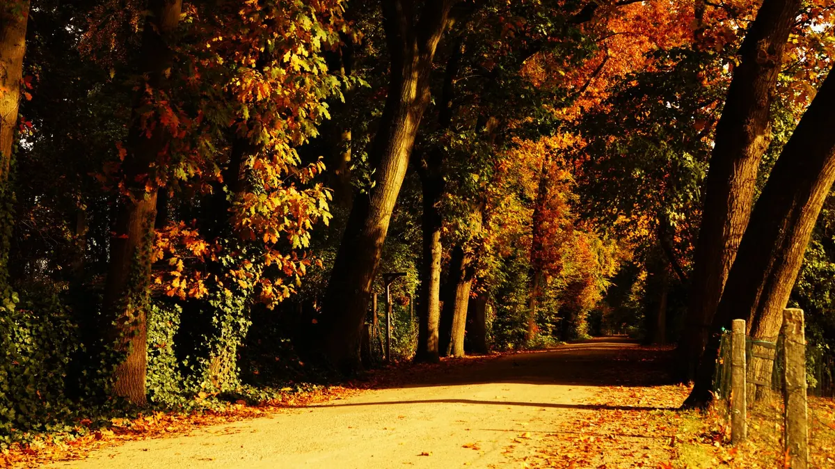 Autumn Scenic Drives in the Yorkshire Dales: Five Routes for Peak Colour